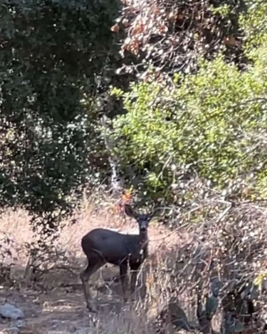 CON SUERTE, VEREMOS FAUNA DEL LUGAR